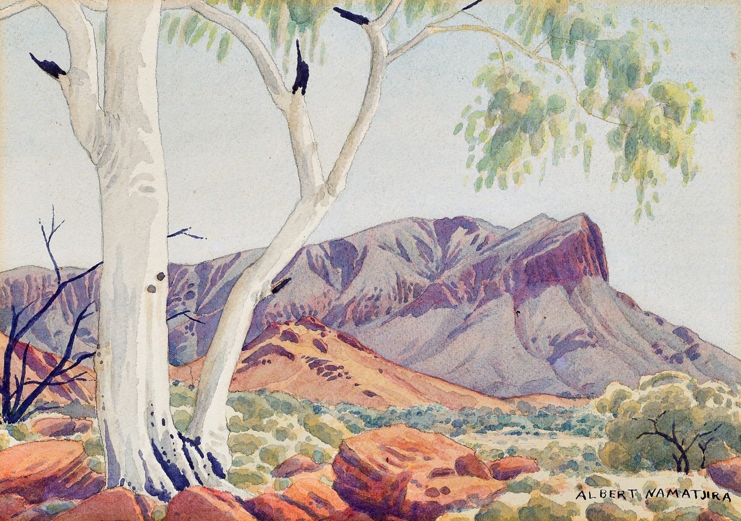 Ghost gum (Mount Gillen)