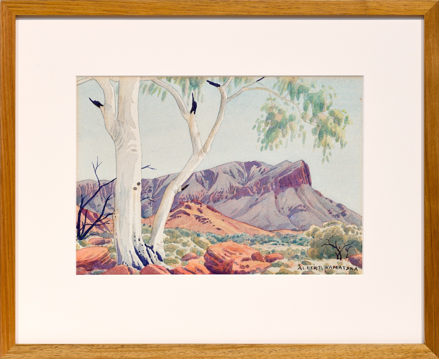 Ghost gum (Mount Gillen)