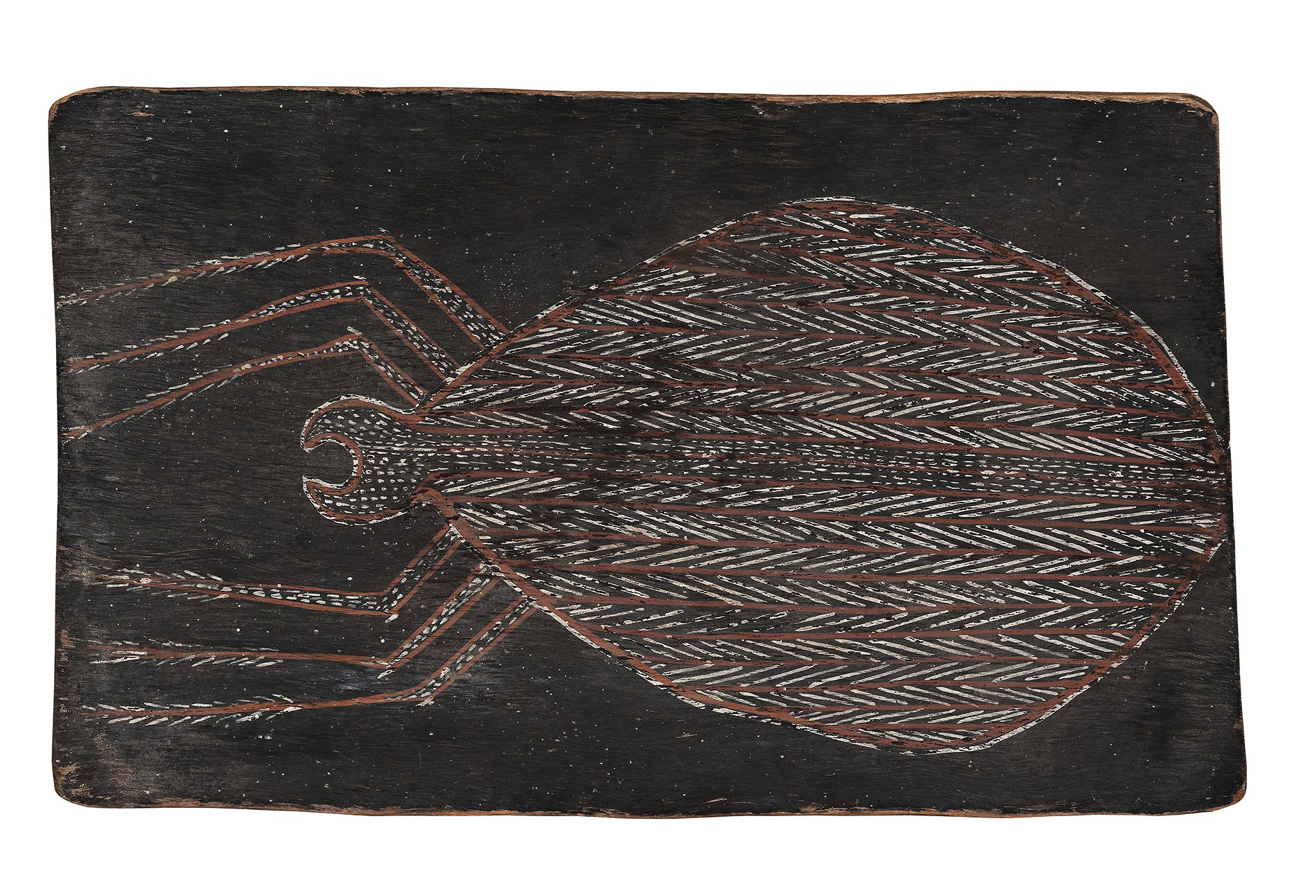 INSECT