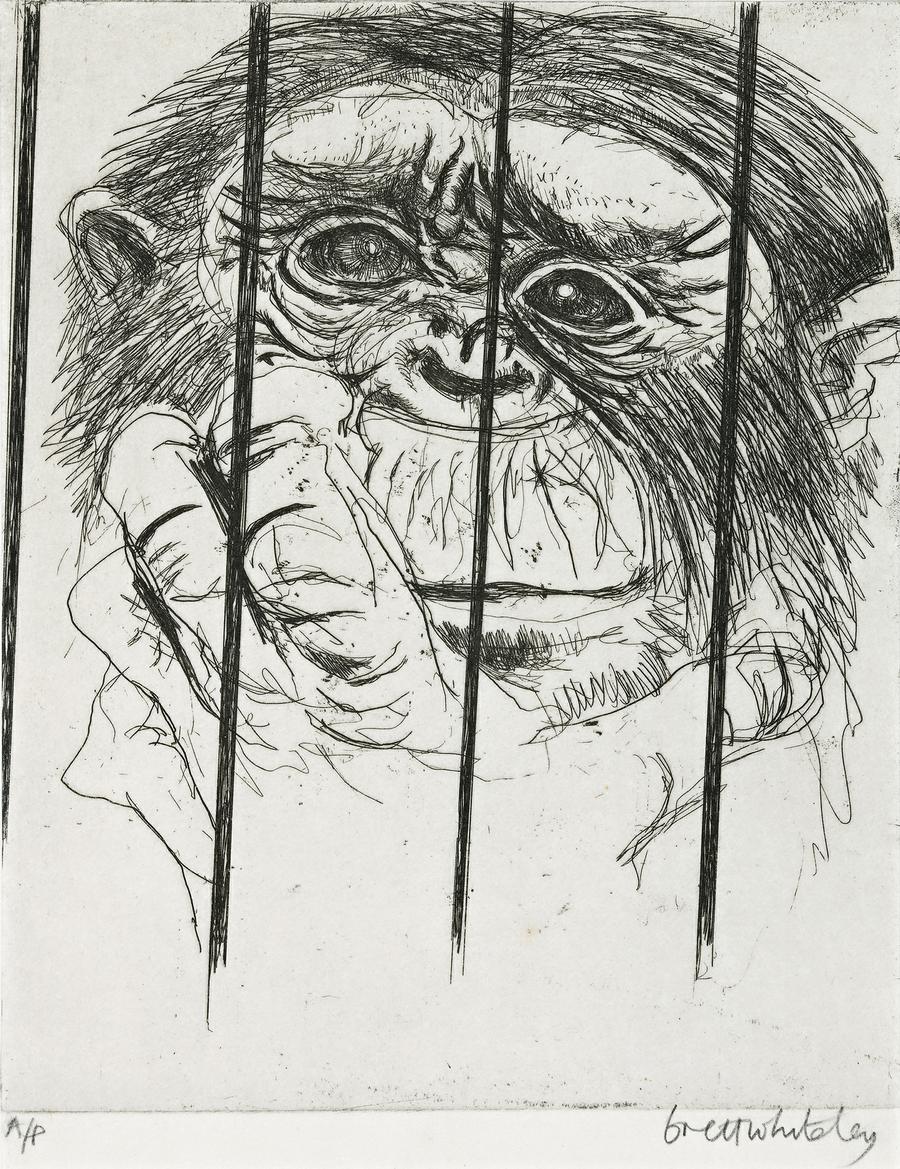 MONKEY, TARONGA PARK ZOO, SYDNEY