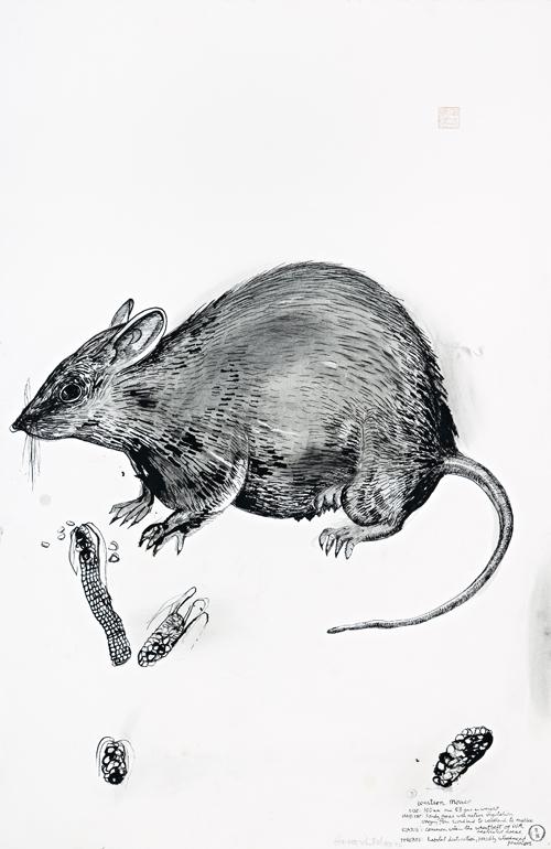 WESTERN MOUSE