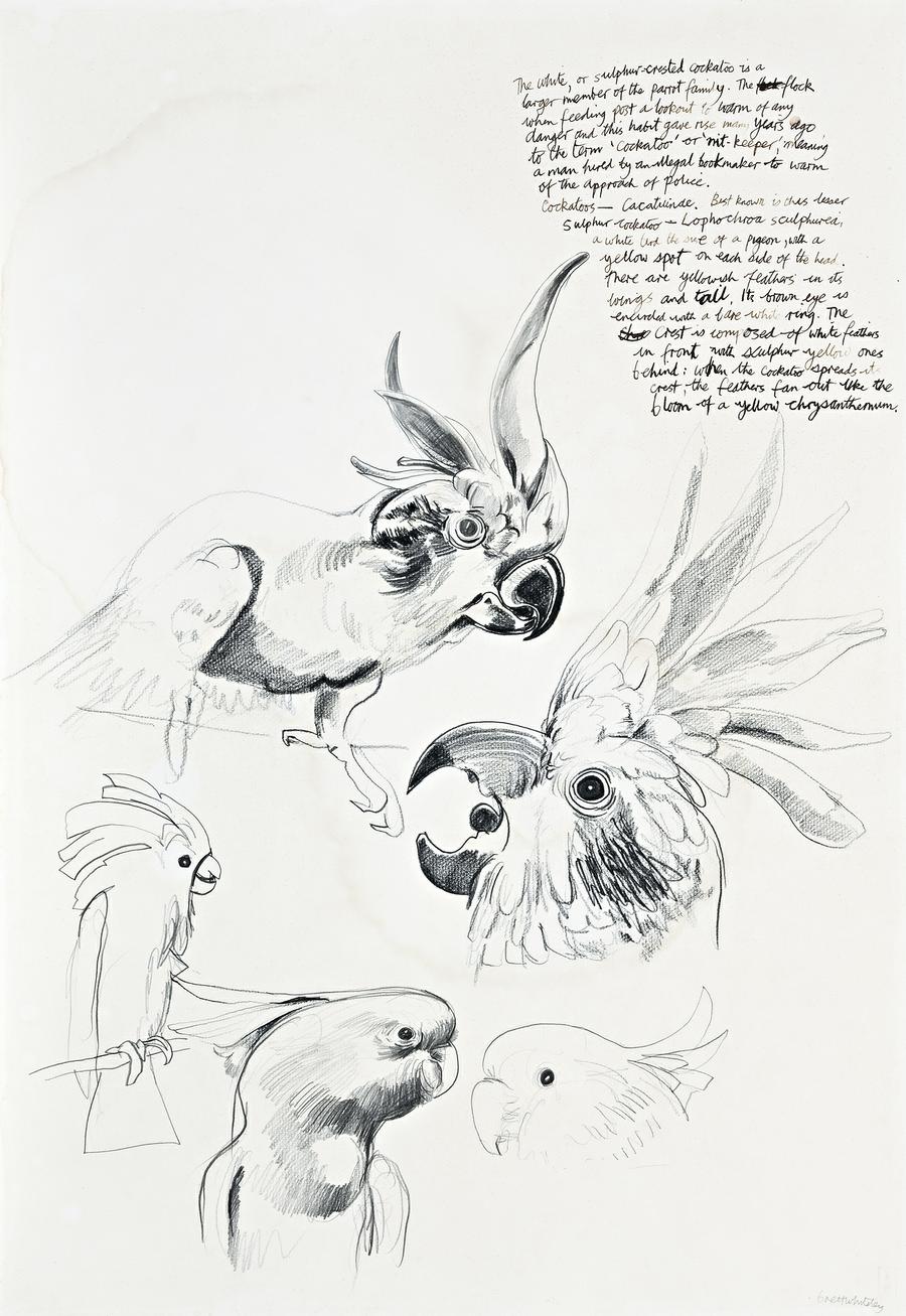 STUDY OF A SULPHUR CRESTED COCKATOO