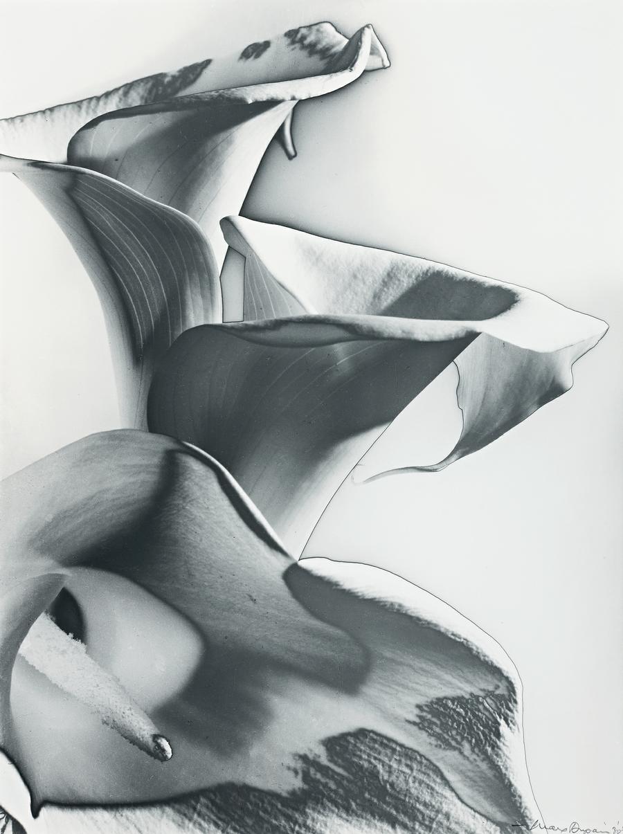 SOLARISED LILIES