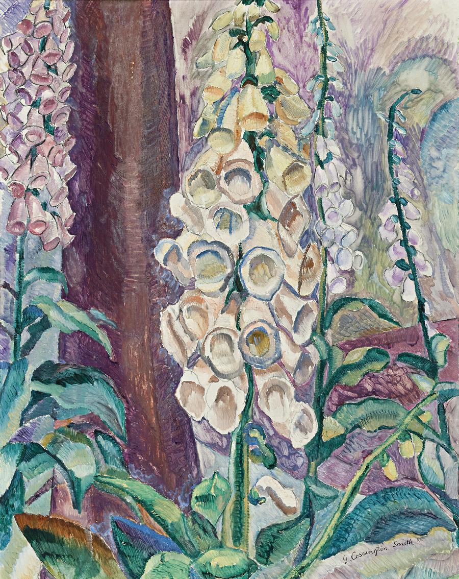FOXGLOVES GROWING