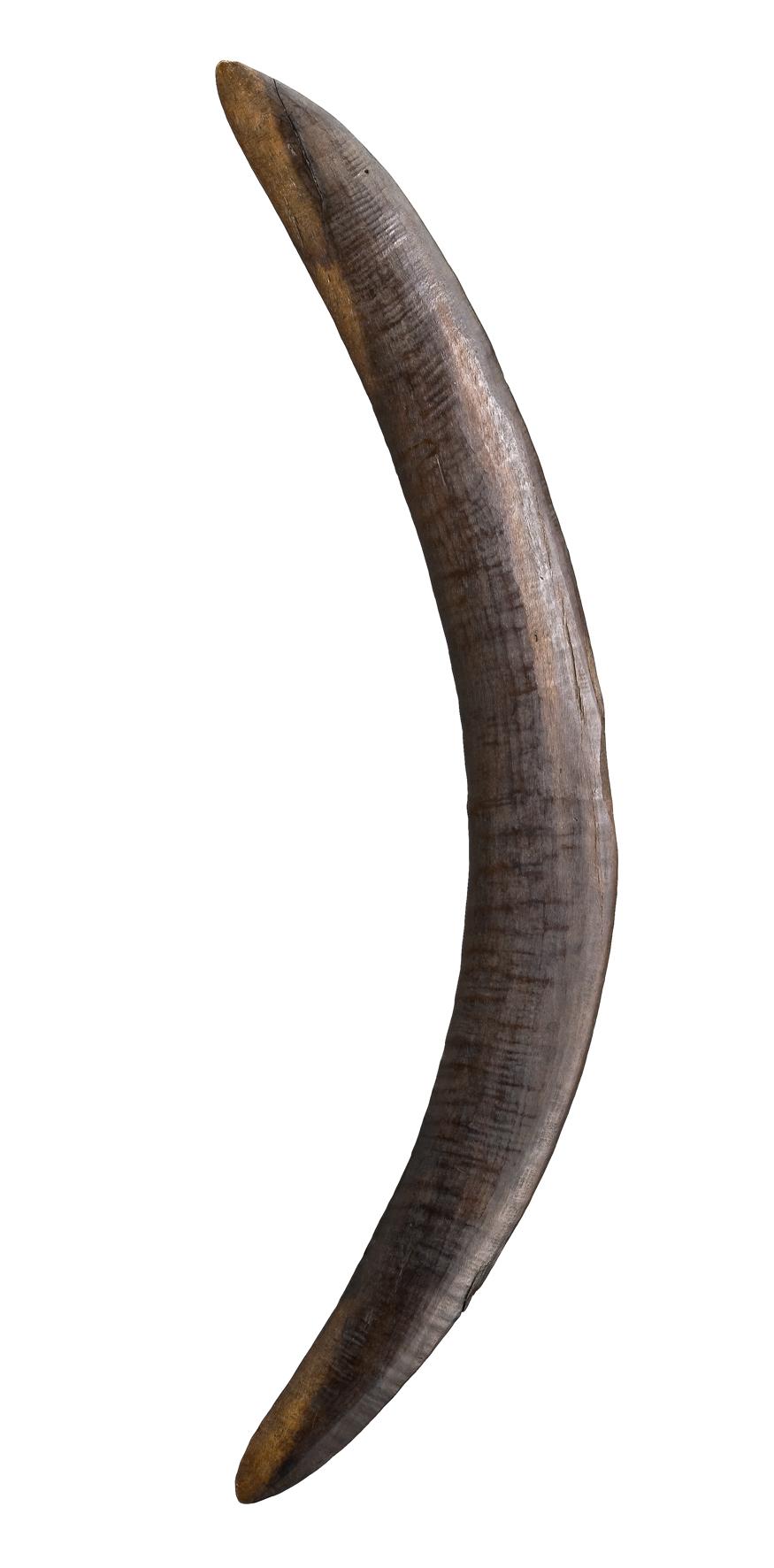 A FINE HARDWOOD FIGHTING BOOMERANG