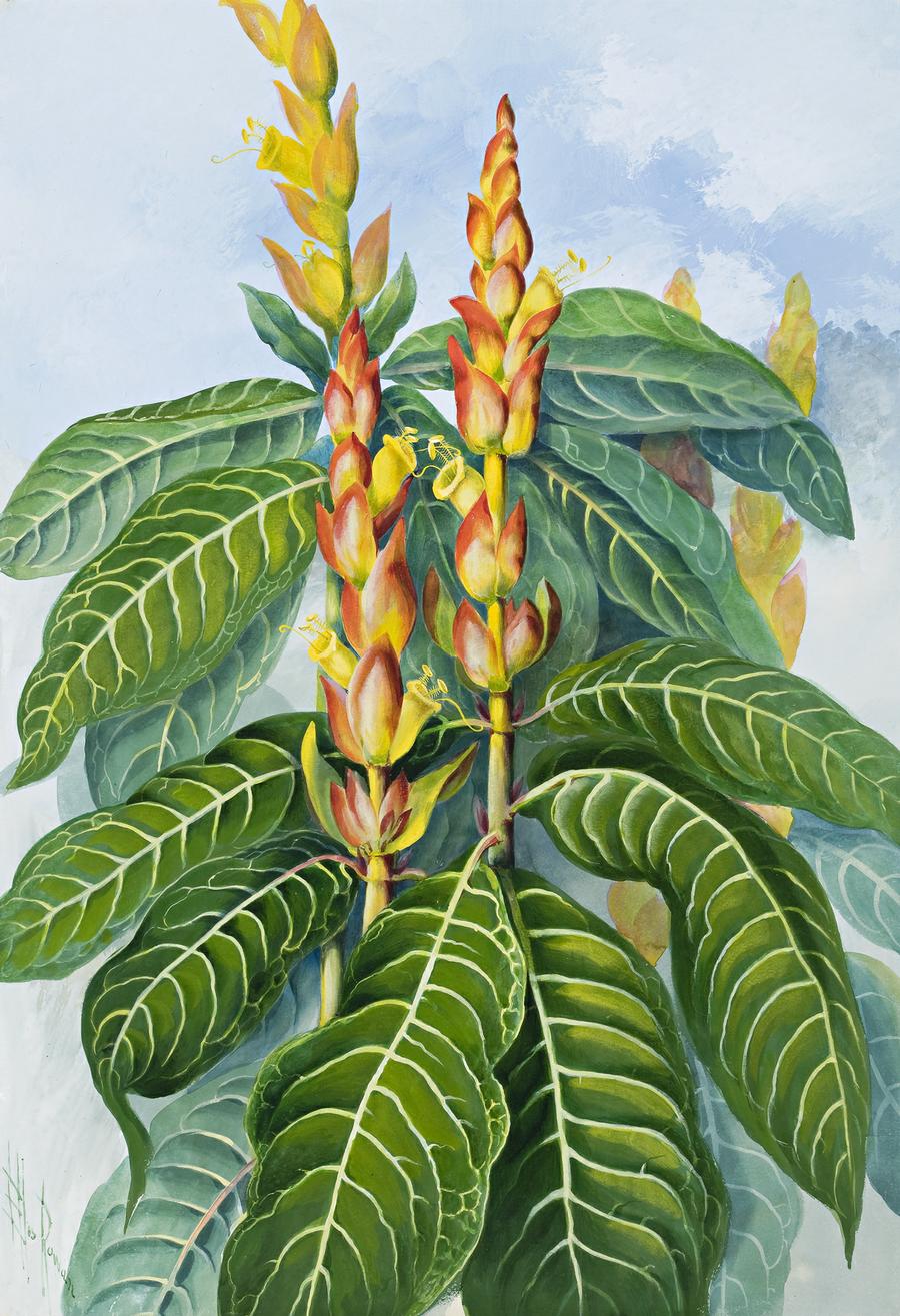 APHELANDRA SQUARROSA, ZEBRA PLANT OR SAPHRON SPIKE