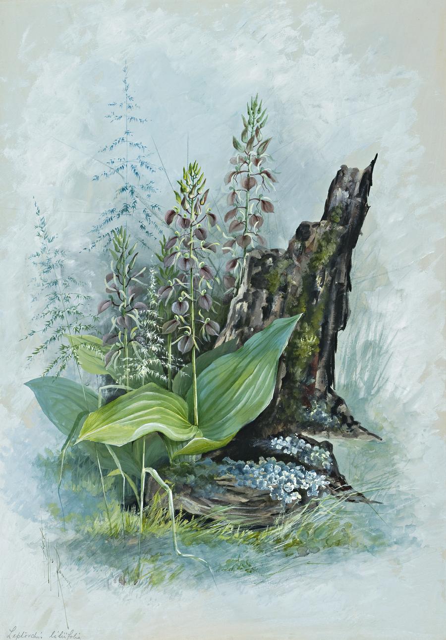 LEPTORCHIS LILIIFOLIA