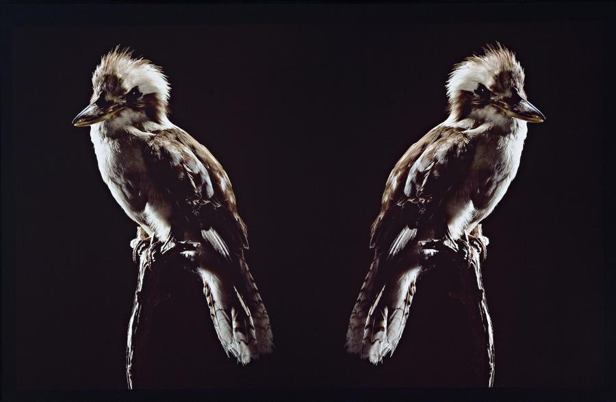 IGNORATIA (KOOKABURRA)