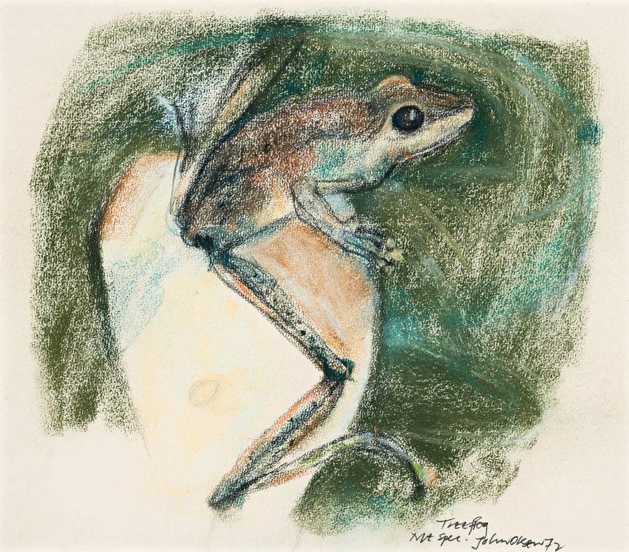 TREE FROG