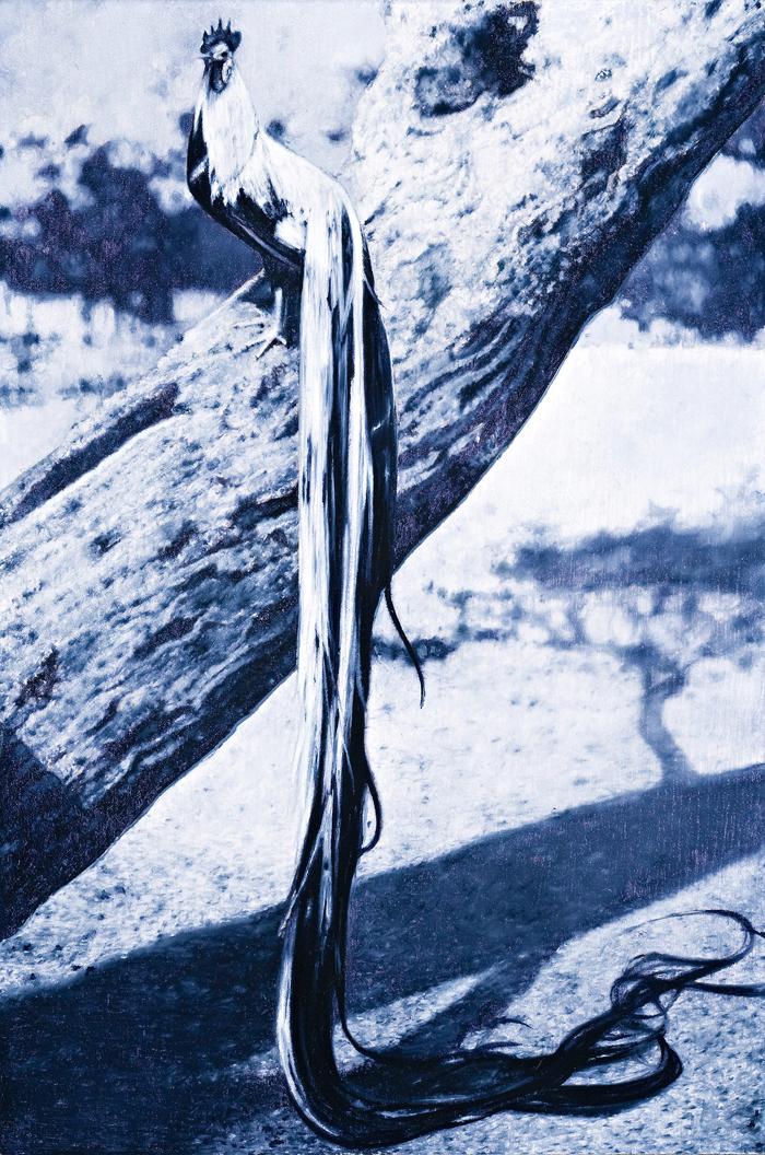 BLACK-BREASTED SILVER ONAGADORI ON A TREE