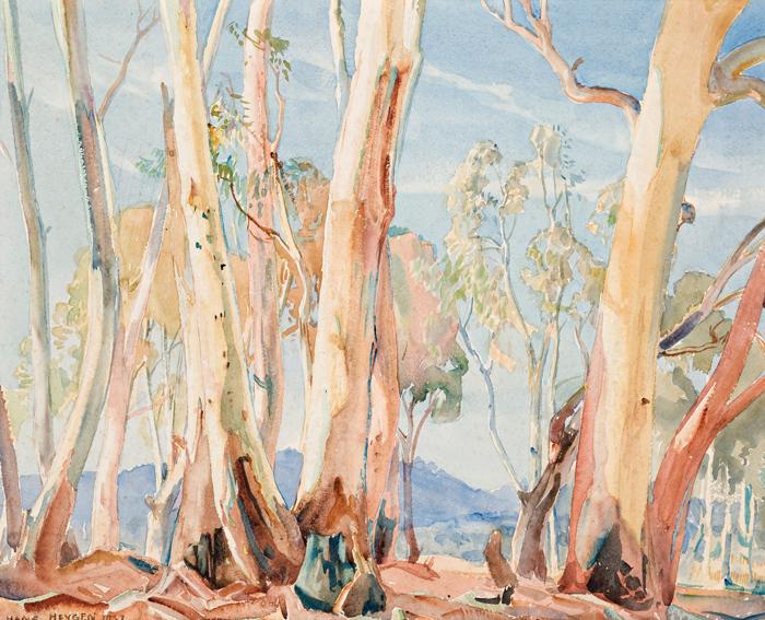 YOUNG WHITE GUMS EMU PLAINS, SOUTH AUSTRALIA