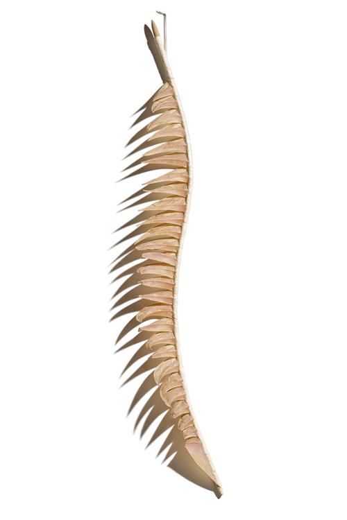 FEATHER