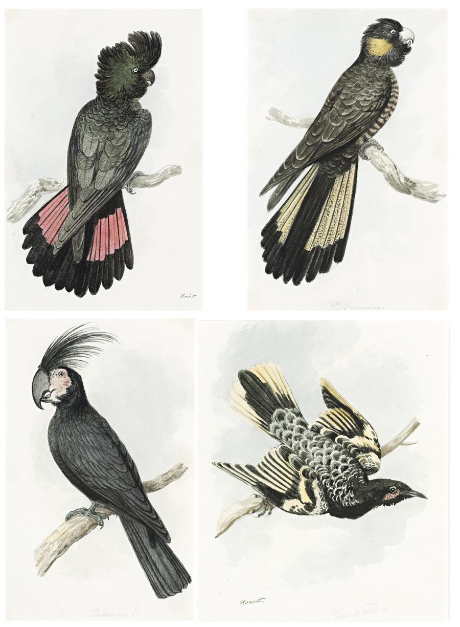 A RARE GROUP OF FOUR EARLY WATERCOLOURS OF AUSTRALIAN BIRDS