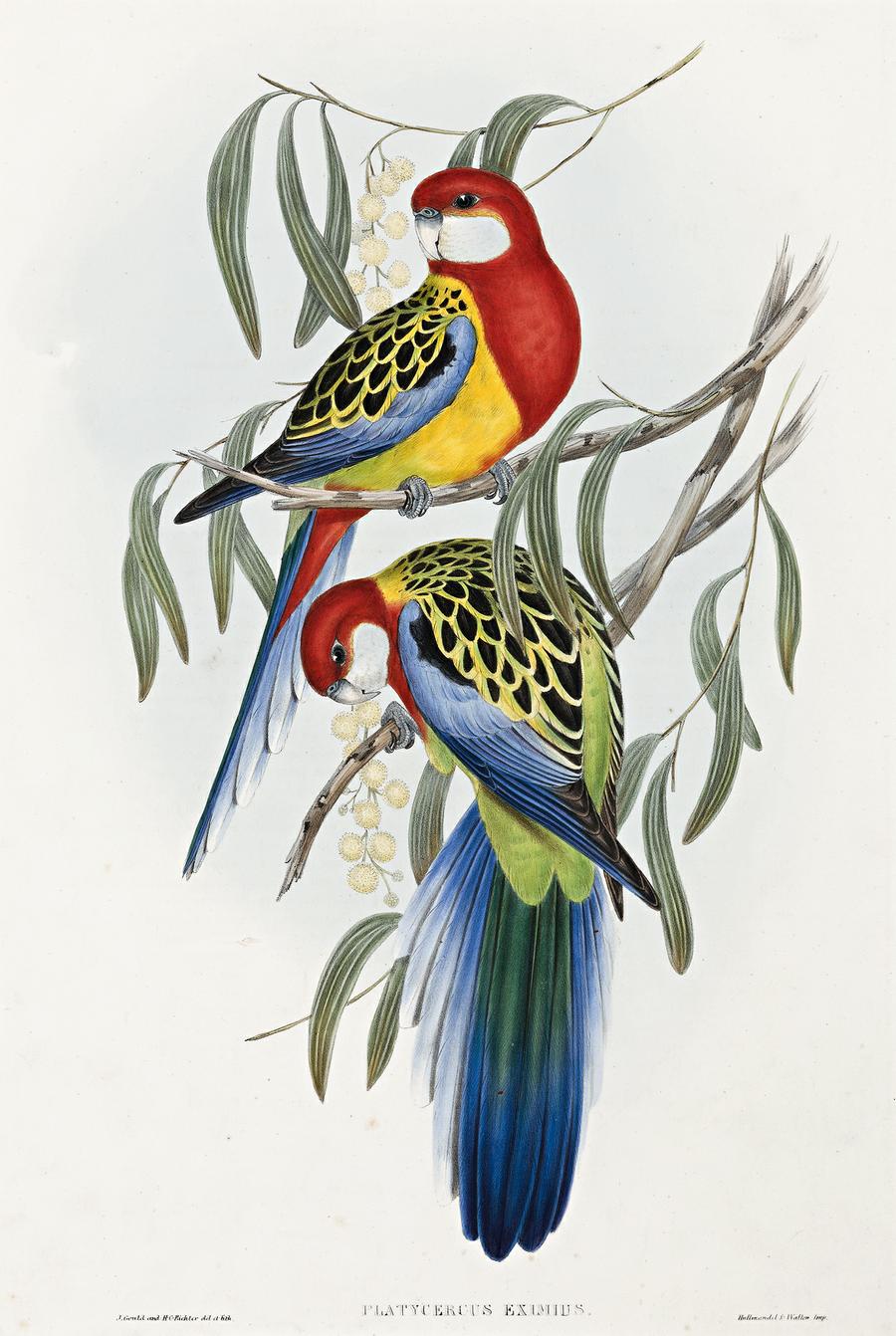 ROSEHILL PARAKEET (PLATYCERCUS EXIMIUS)