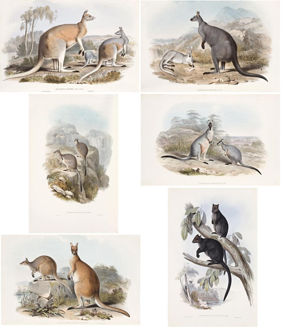 A MONOGRAPH OF THE MACROPODIDAE OR FAMILY OF KANGAROOS