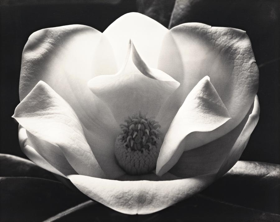 MAGNOLIA AT NIGHT