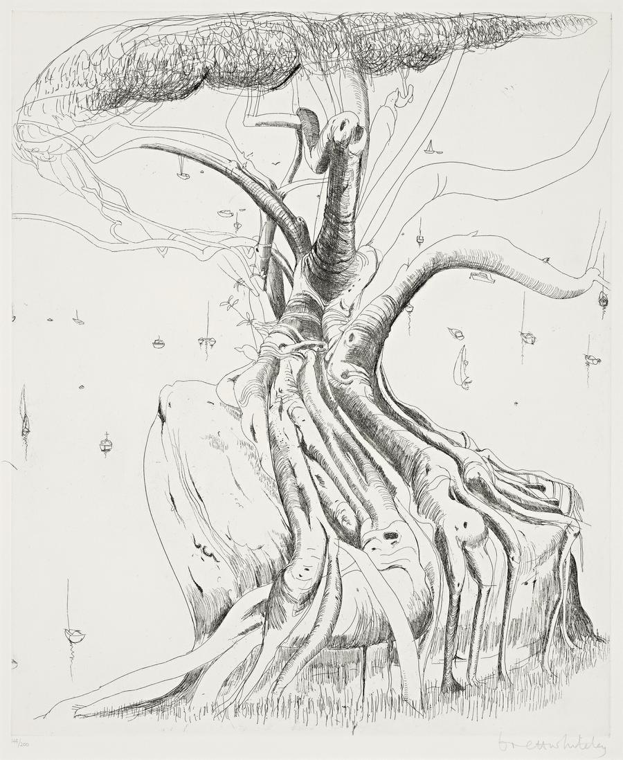 MORETON BAY FIG