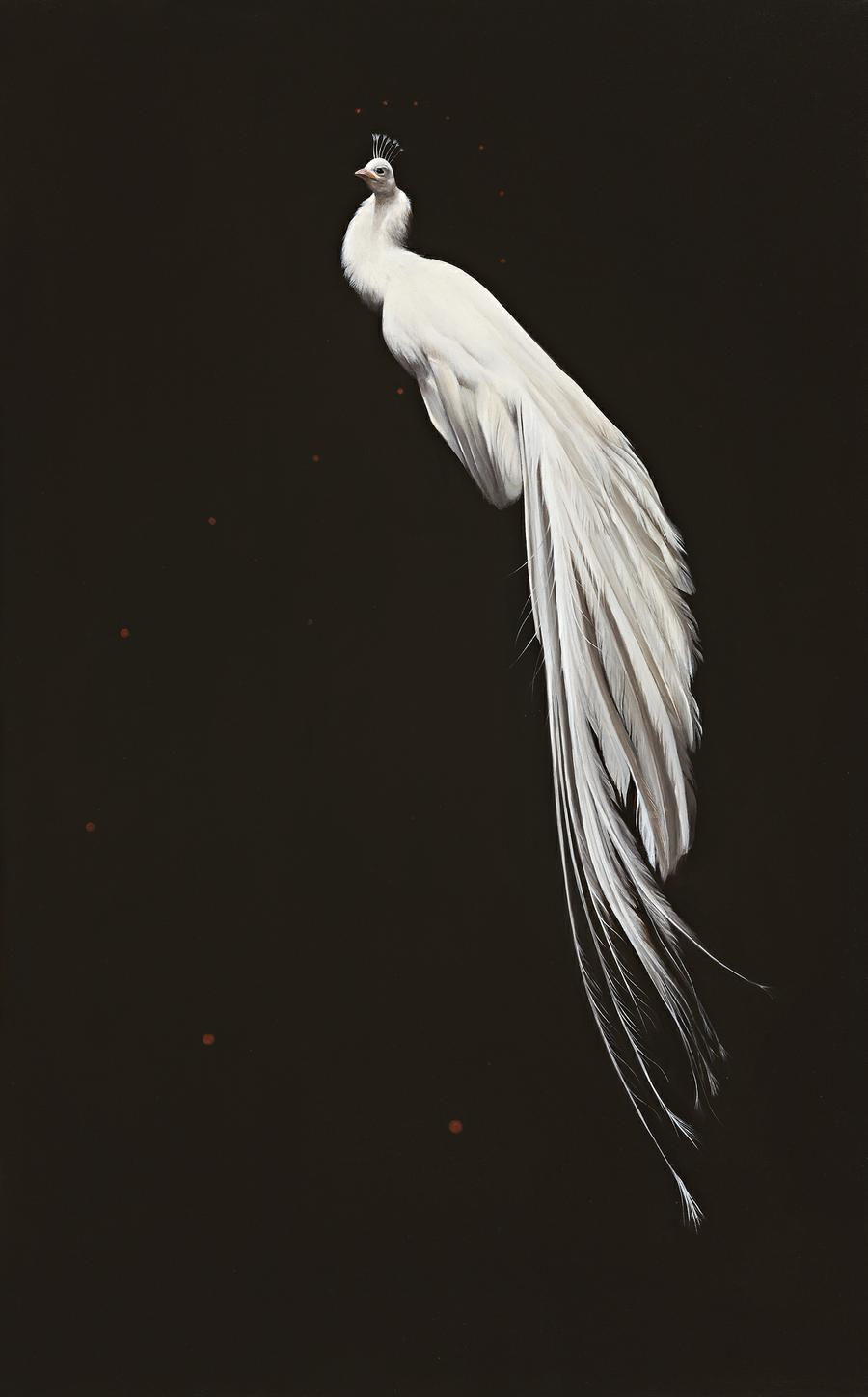 FOOTLESS PEACOCK