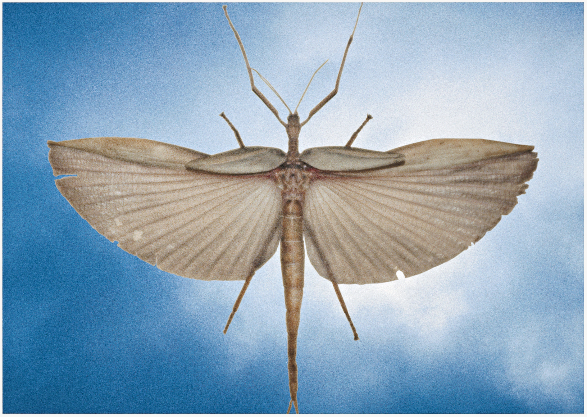UNTITLED (LOCUST), 2000, (CLOUD SERIES), printed