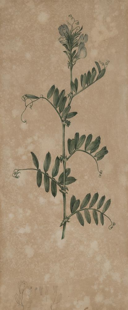 BOTANICAL STUDY