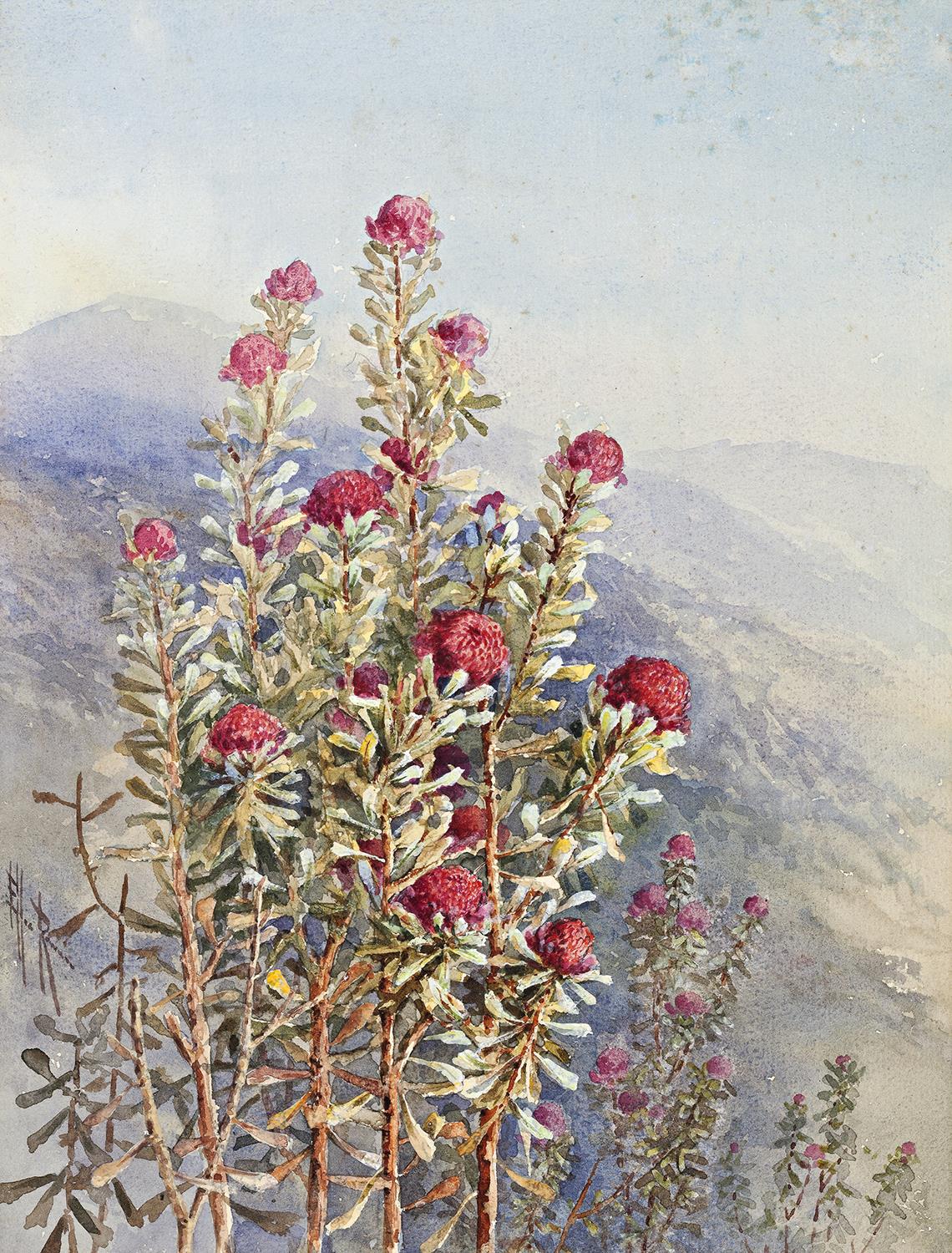 WARATAHS