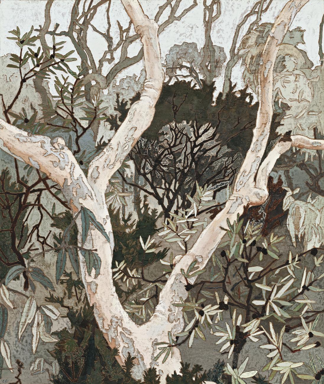 ANGOPHORA
