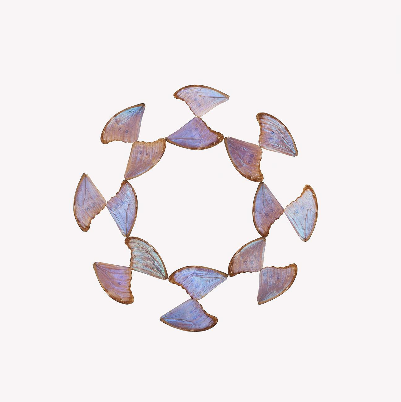 BUTTERFLY DRAWING, MORPHO DIDIUS (PERU)
