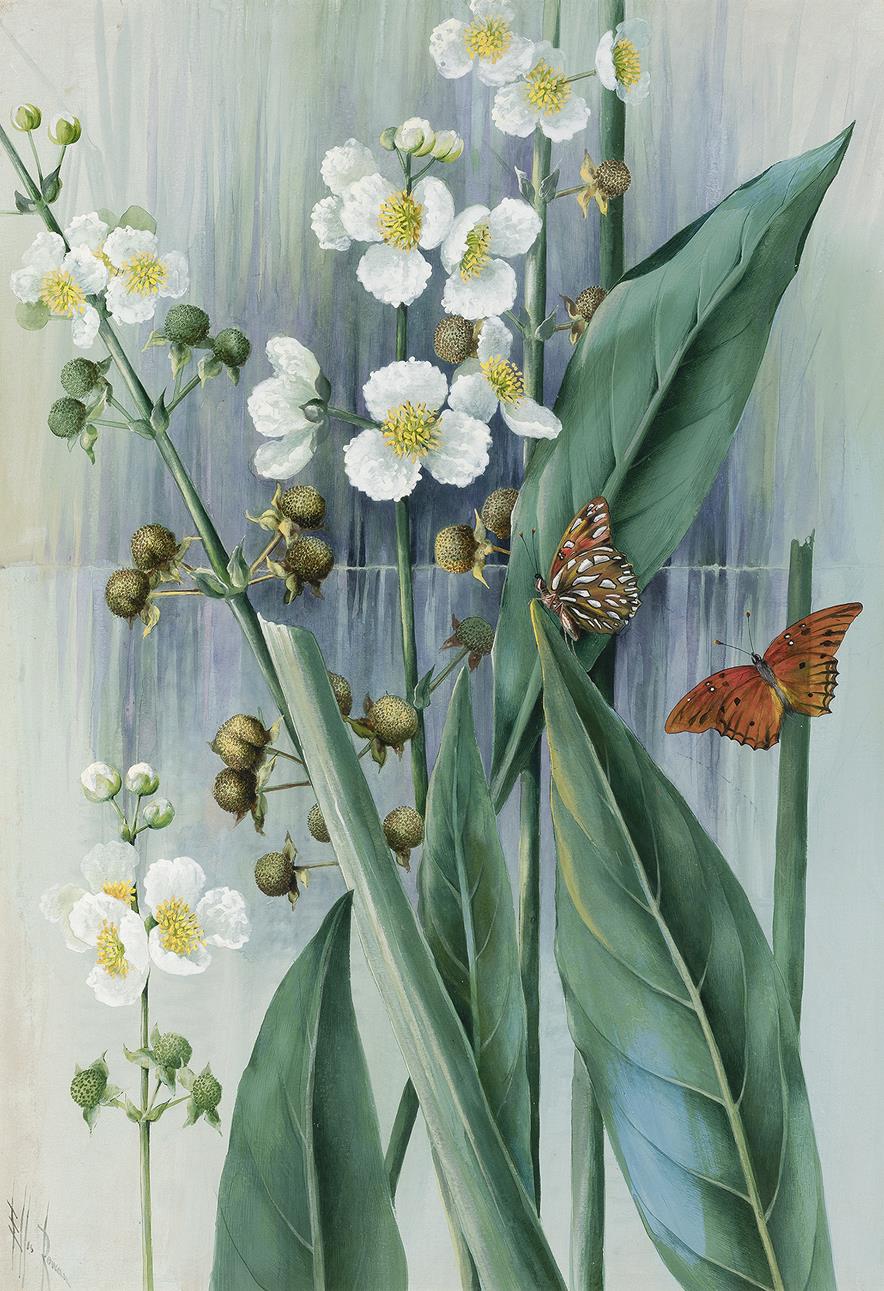 LANCE-LEAVED SAGITTARIA (SAGITTÀRIA LANCIFÒLIA)