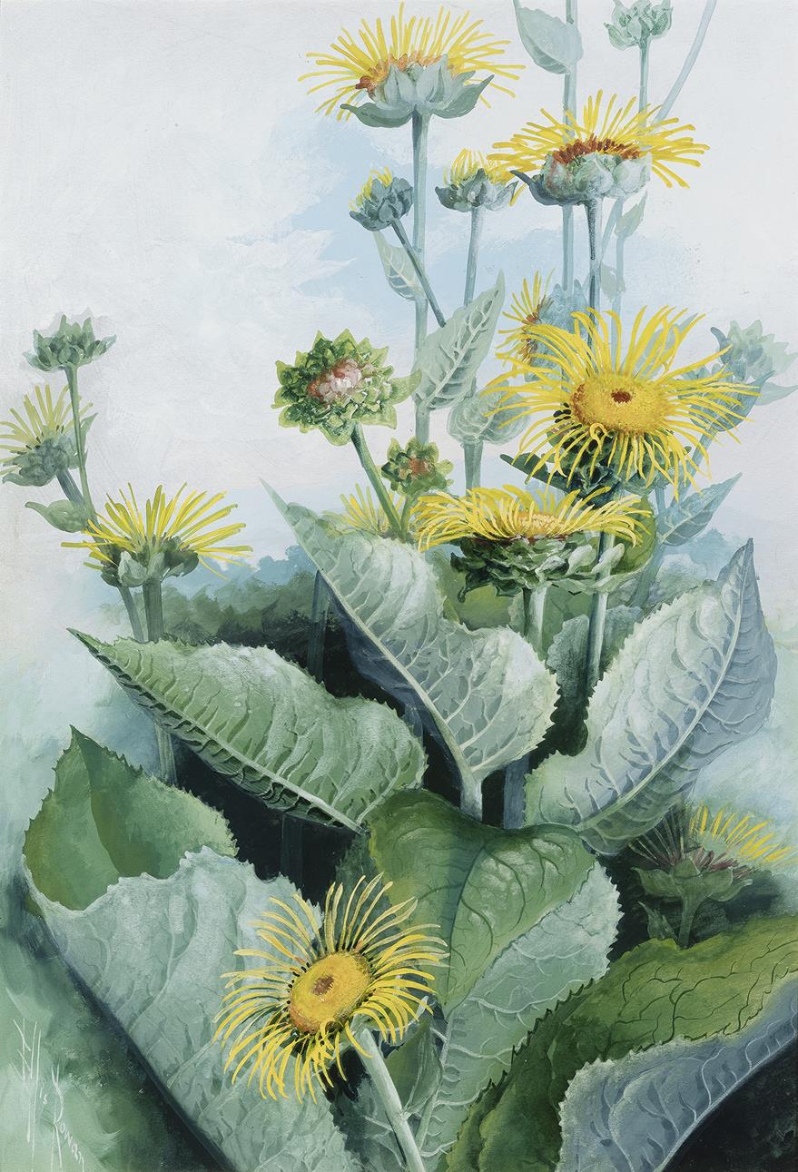 SUNFLOWER DAISY (WEDELIA ASPERRIMA)