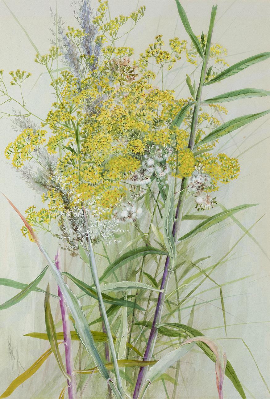 GOLDENROD AND GRASSES