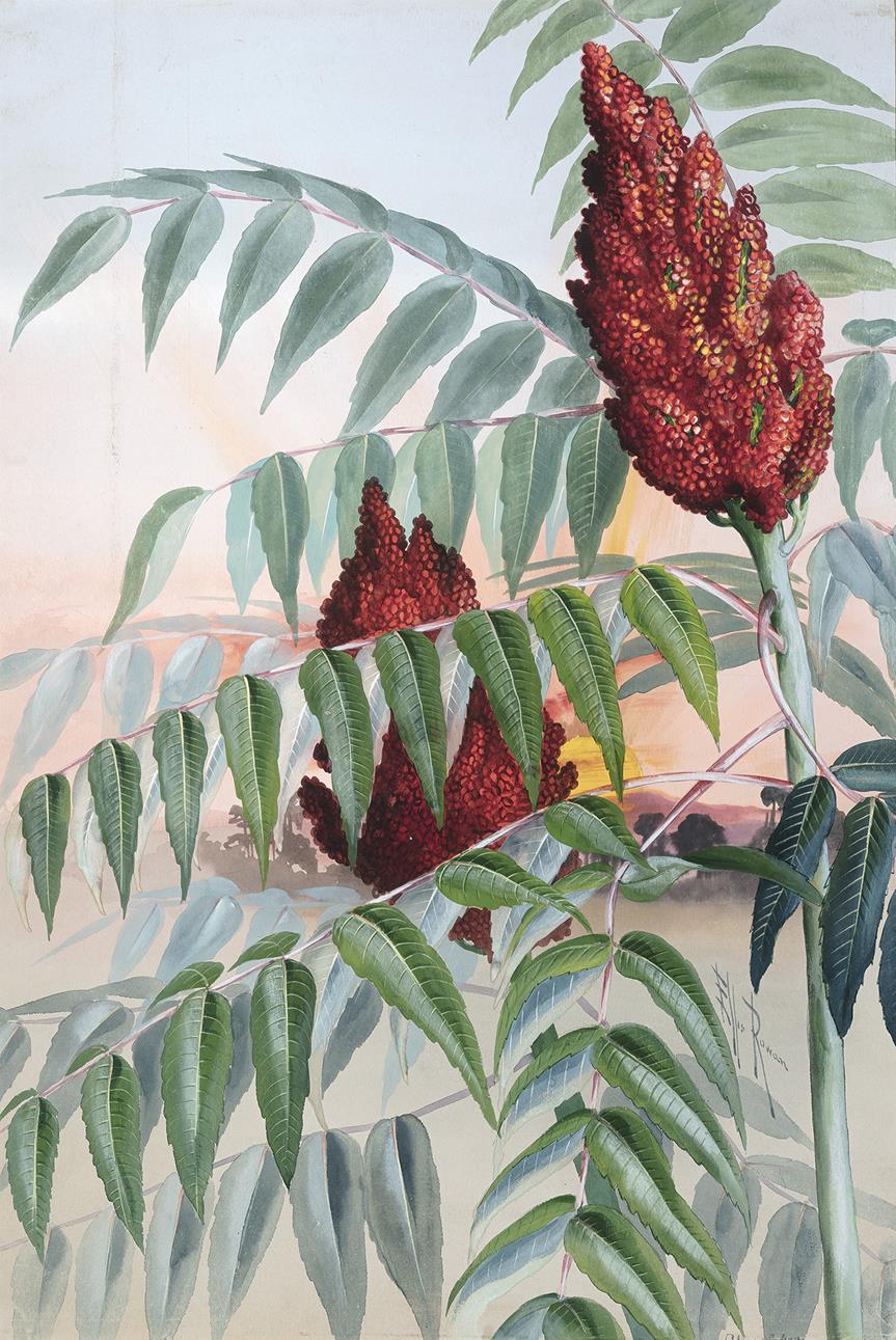 SMOOTH UPLAND SUMAC (RHÚS GLÀBRA)