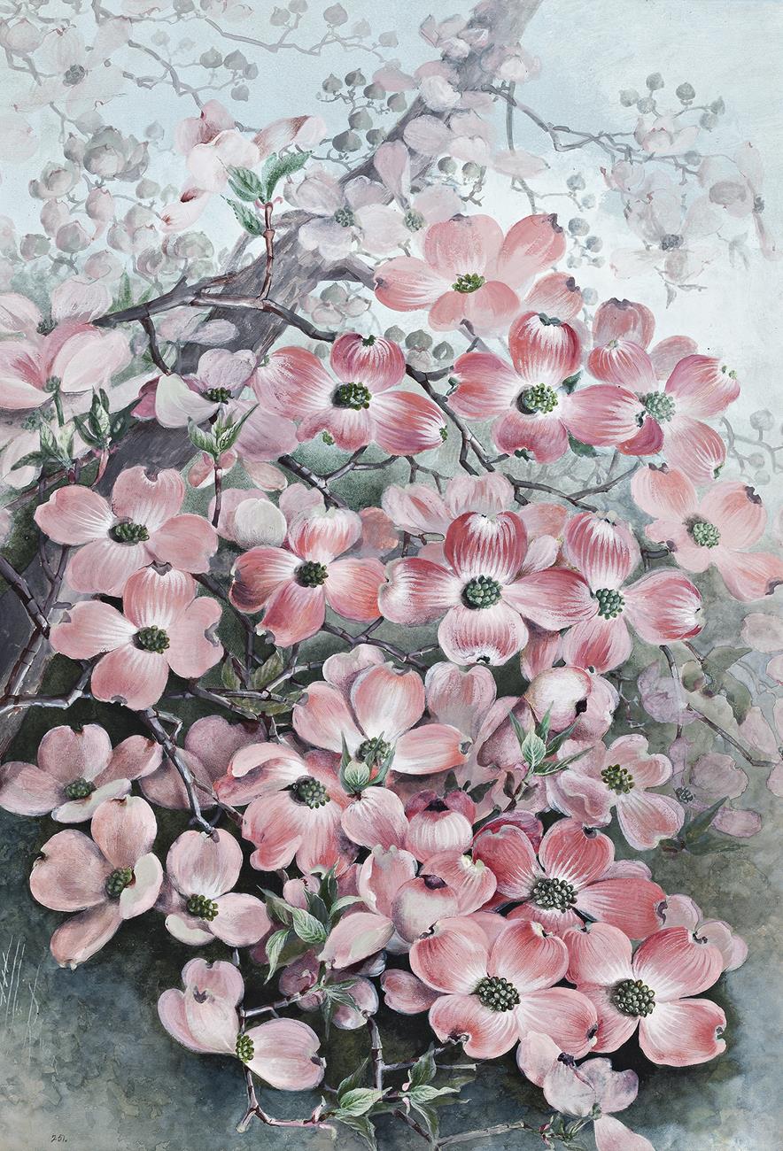 FLOWERING DOGWOOD (CÓRNUS FLÒRIDA)