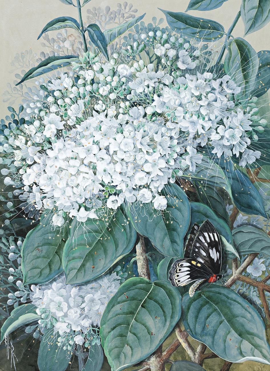FLOWERING FARADAYA SPLENDIDA WITH BUTTERFLY