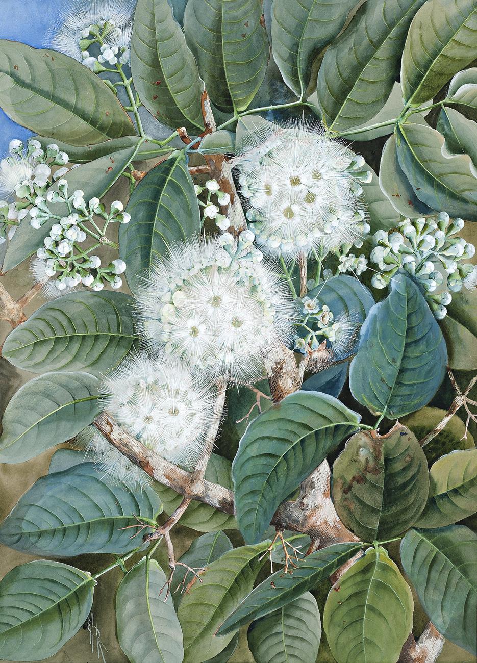 SYZYGIUM SP.