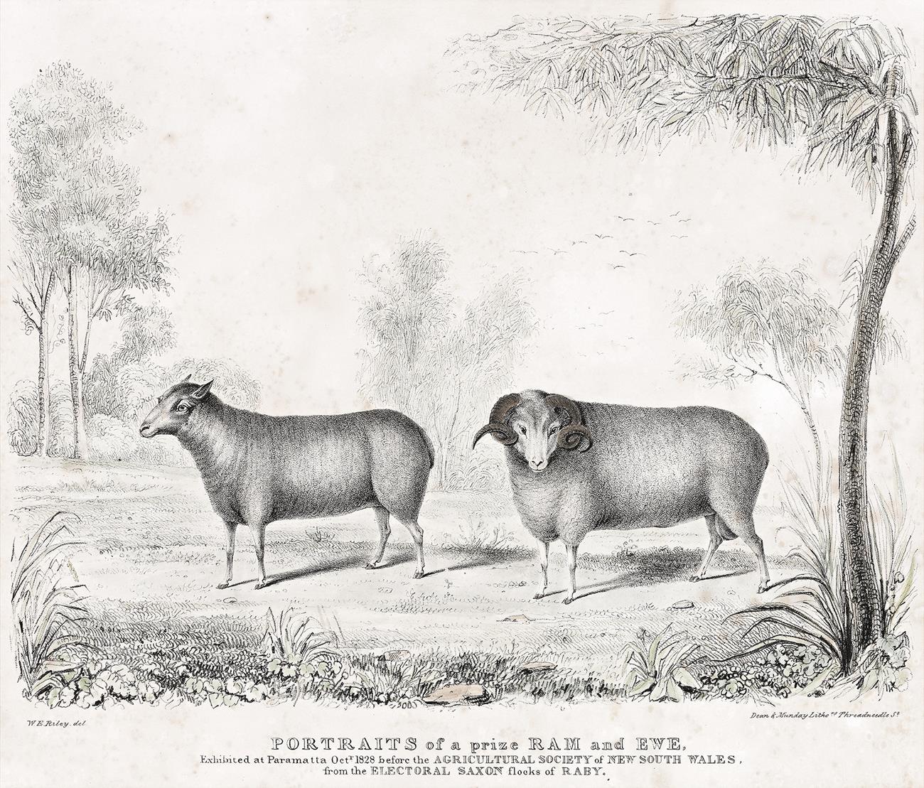 PORTRAITS OF A PRIZE RAM AND EWE