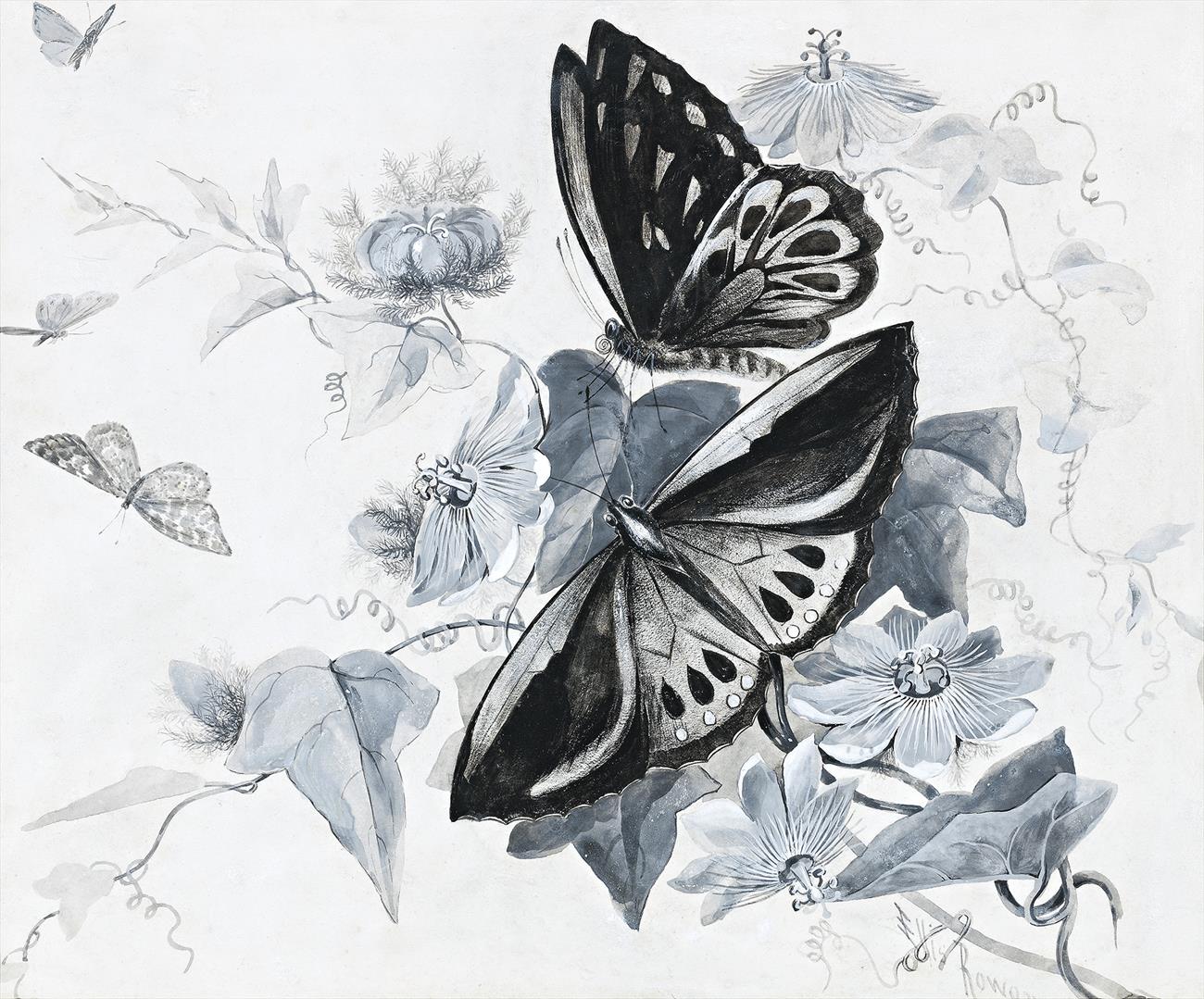 LARGE BLACK AND GREEN BUTTERFLY AND NATIVE PASSION FLOWERS OF QUEENSLAND