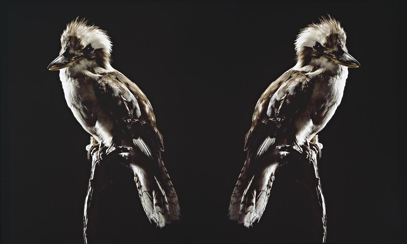 IGNORATIA (KOOKABURRA)