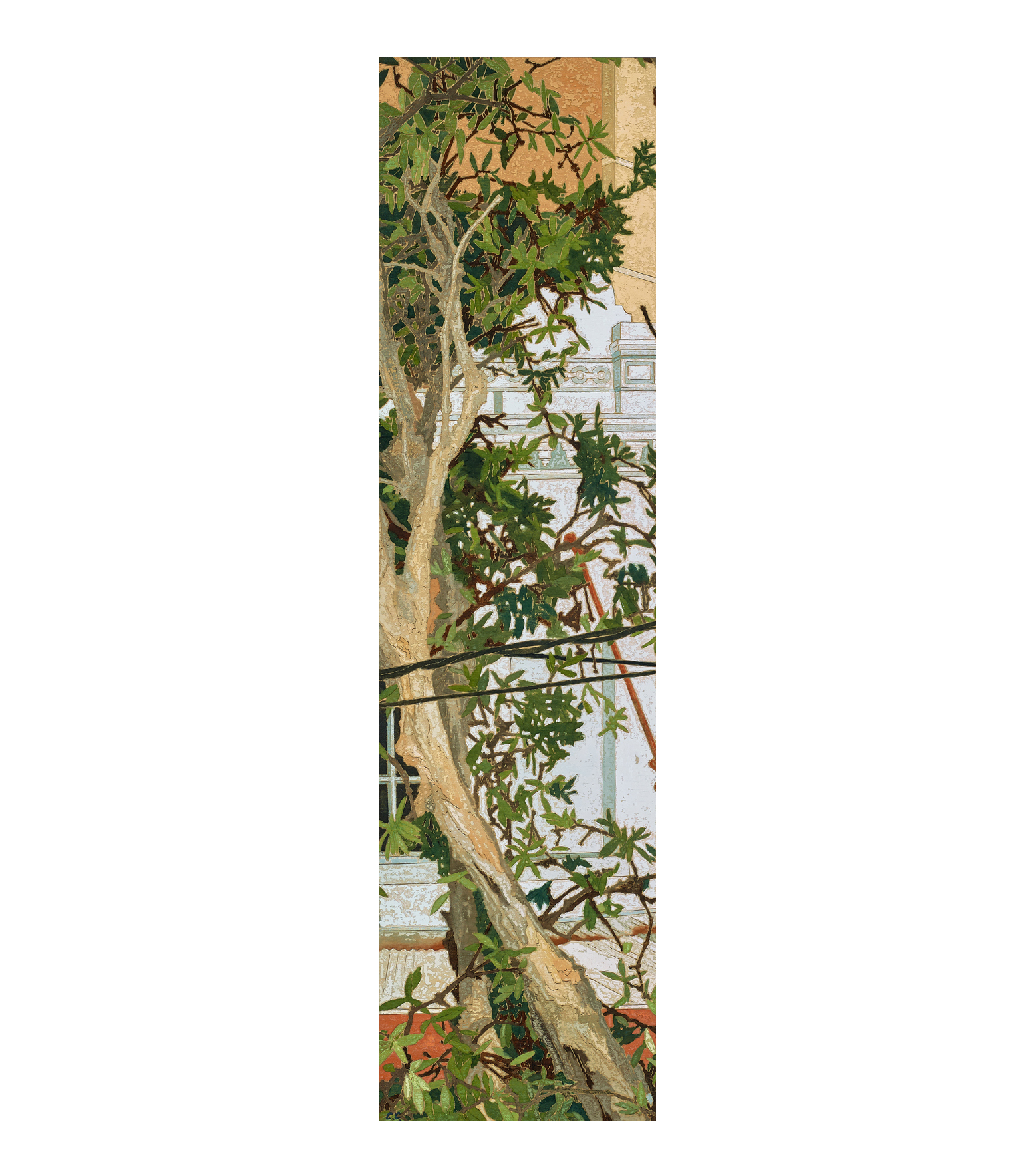 PAPER BARK TREE, EAST SYDNEY