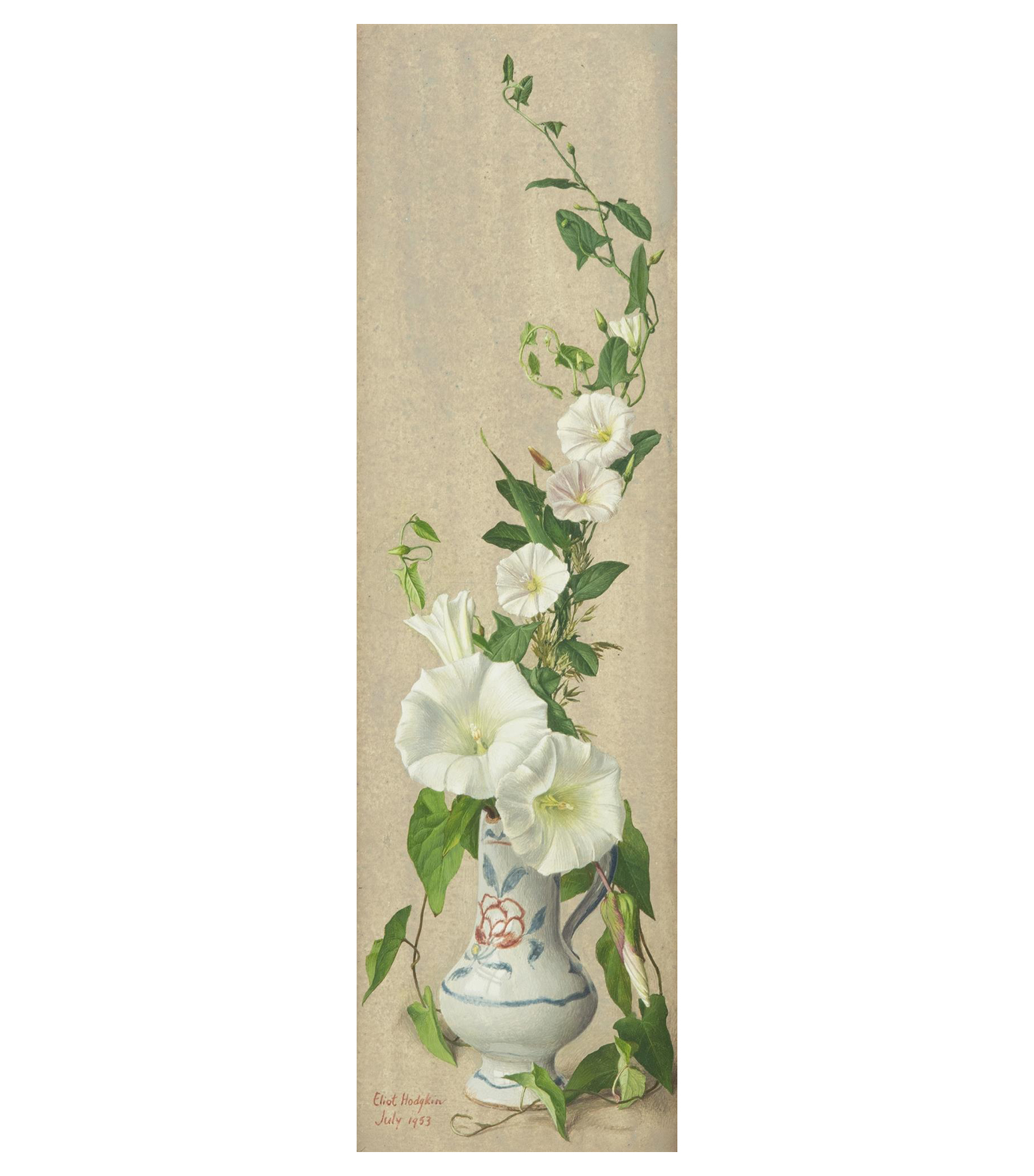 CONVOLVULUS