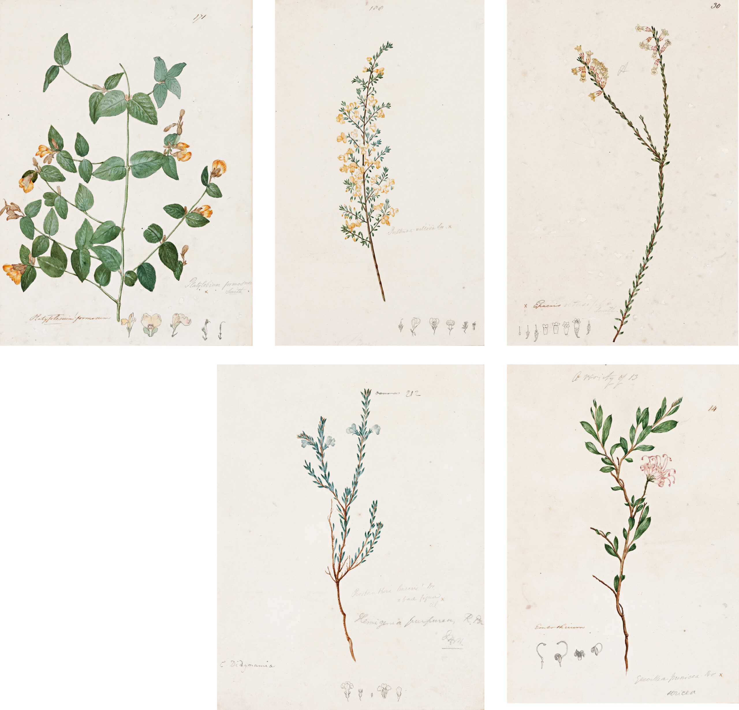 FIVE BOTANICAL STUDIES