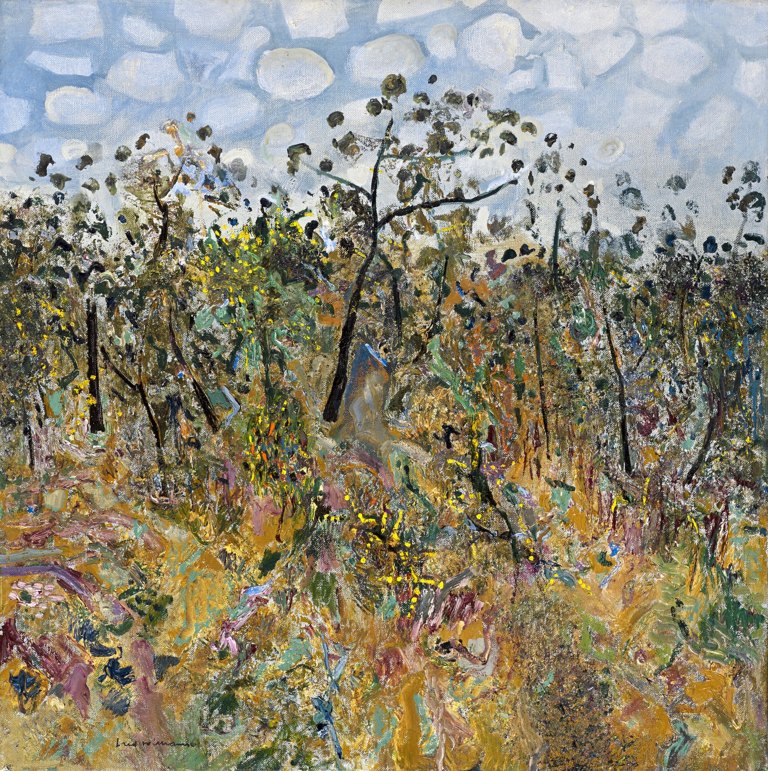 ACACIA LANDSCAPE WITH CLOUDS