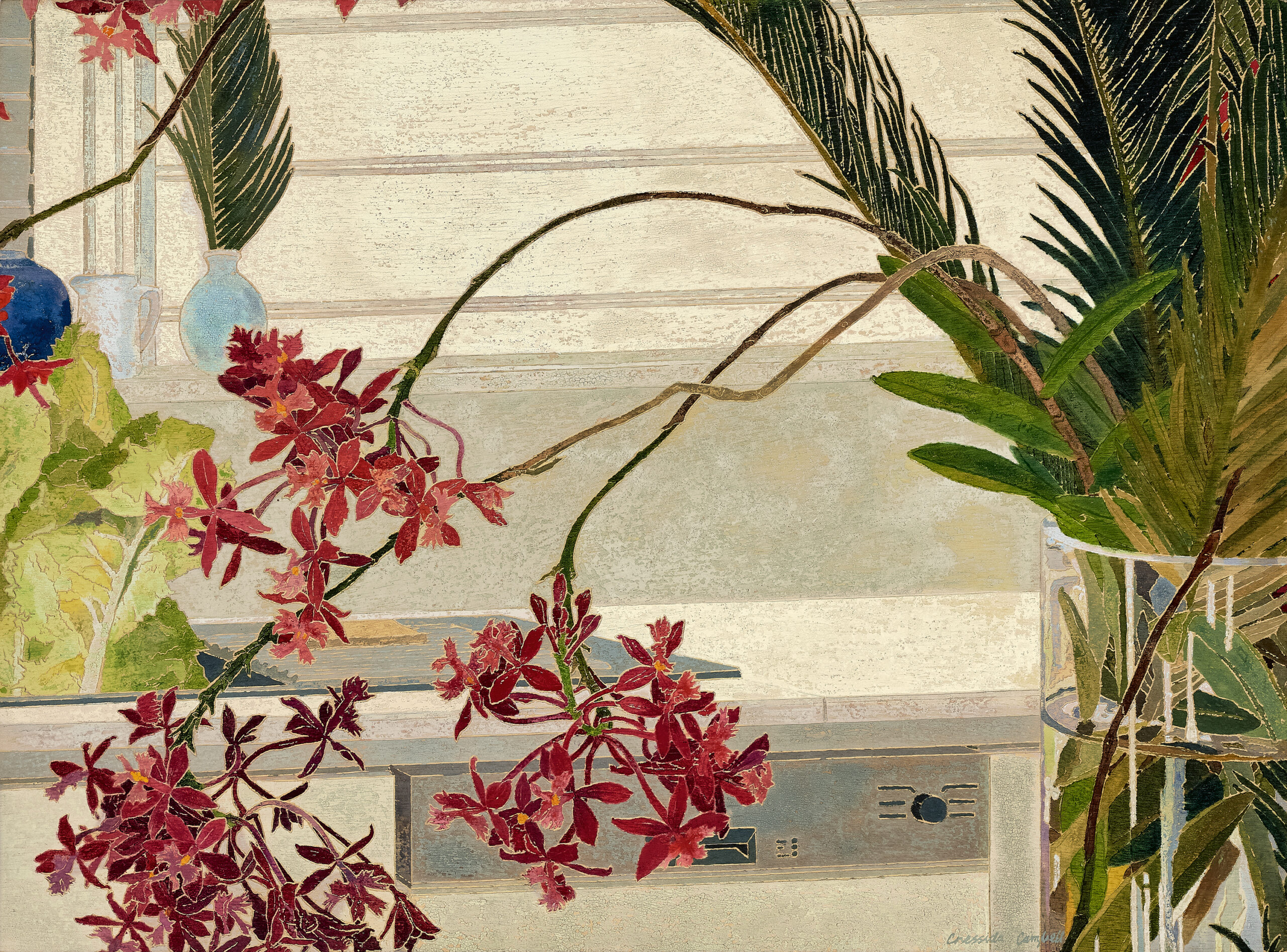 CRUCIFIX ORCHIDS