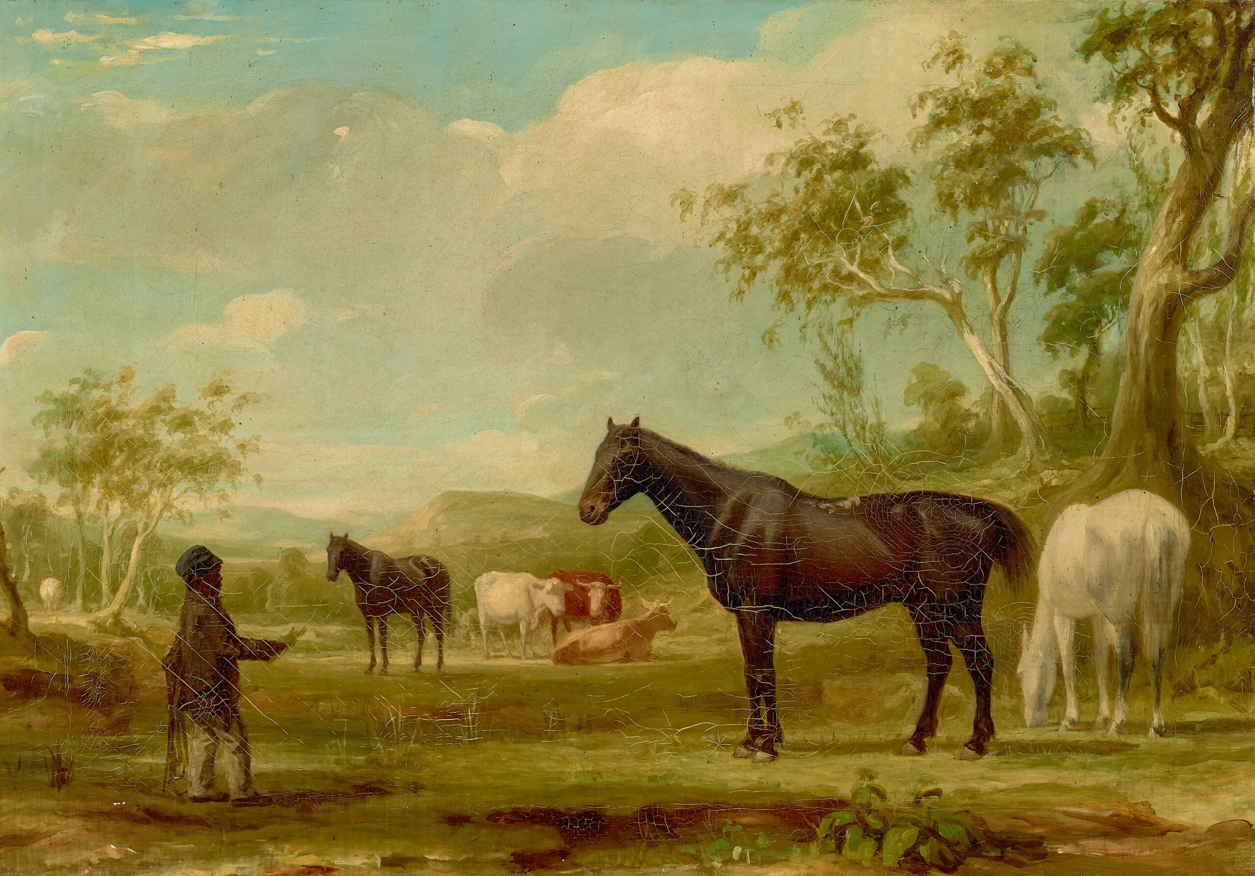 HORSES AND CATTLE WITH ABORIGINAL STATION HAND, WELLWOOD FARM, ORANGE, NSW