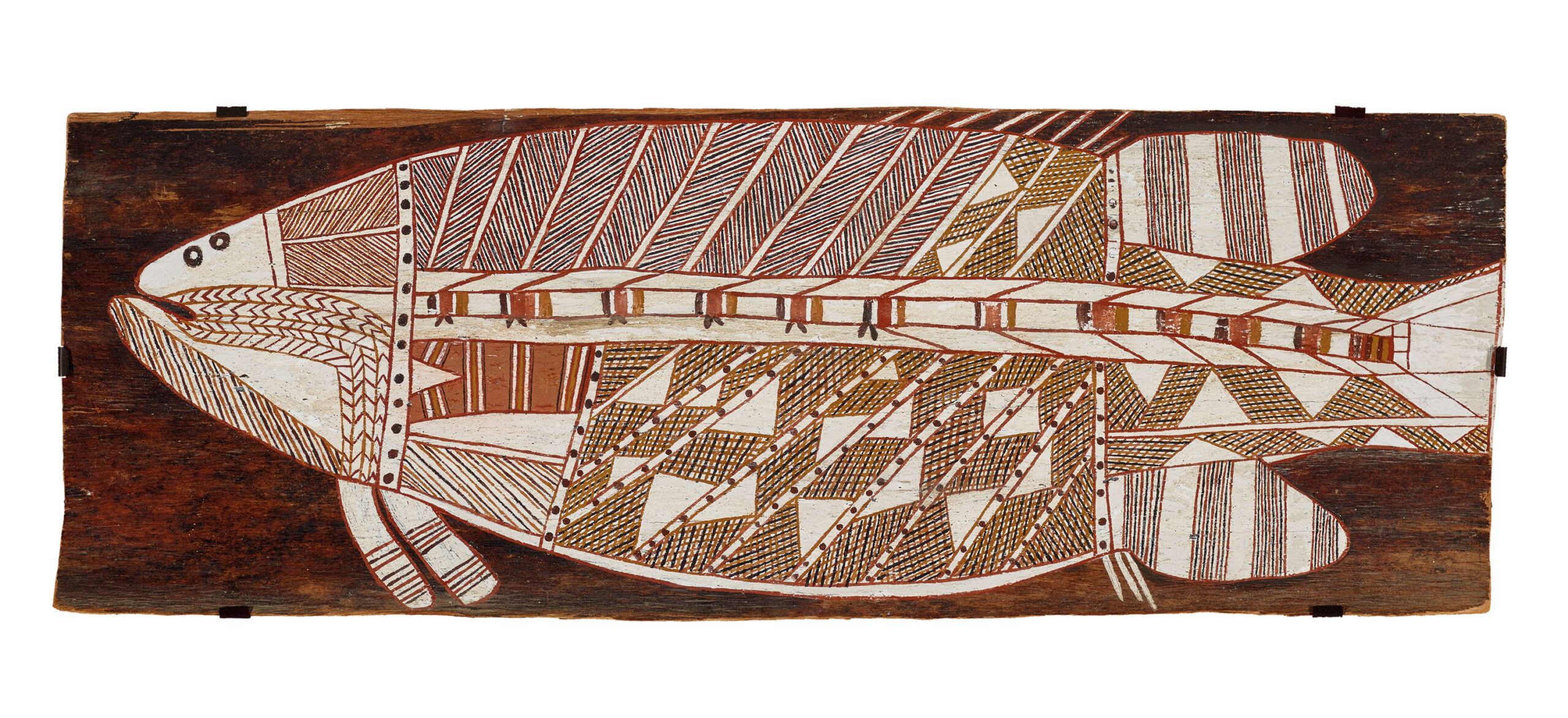 BARRAMUNDI