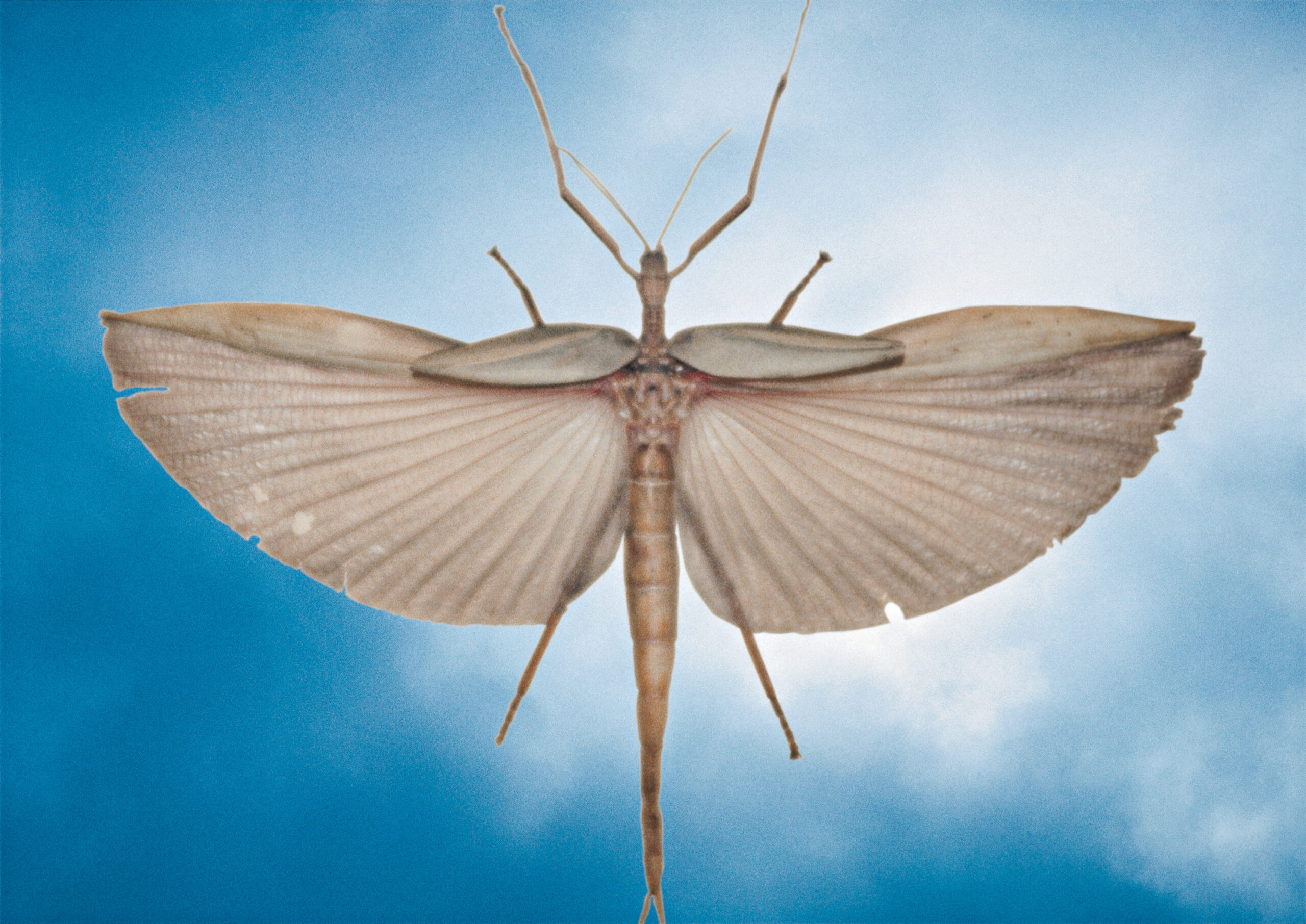 UNTITLED (LOCUST)