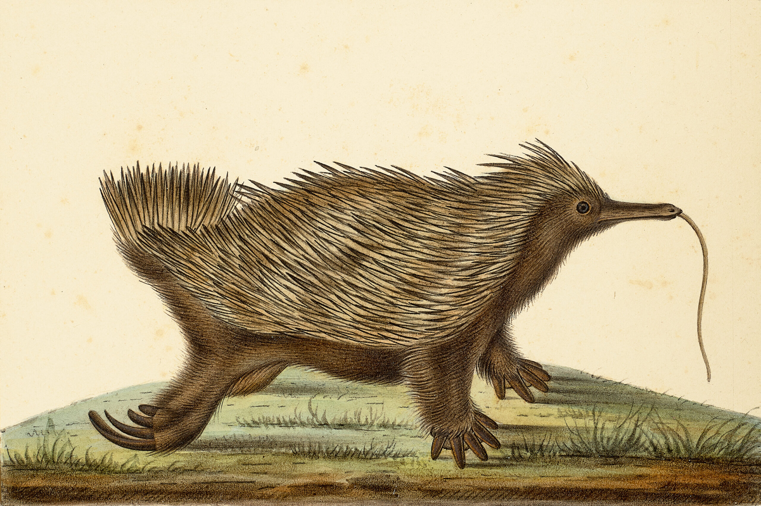ECHIDNA