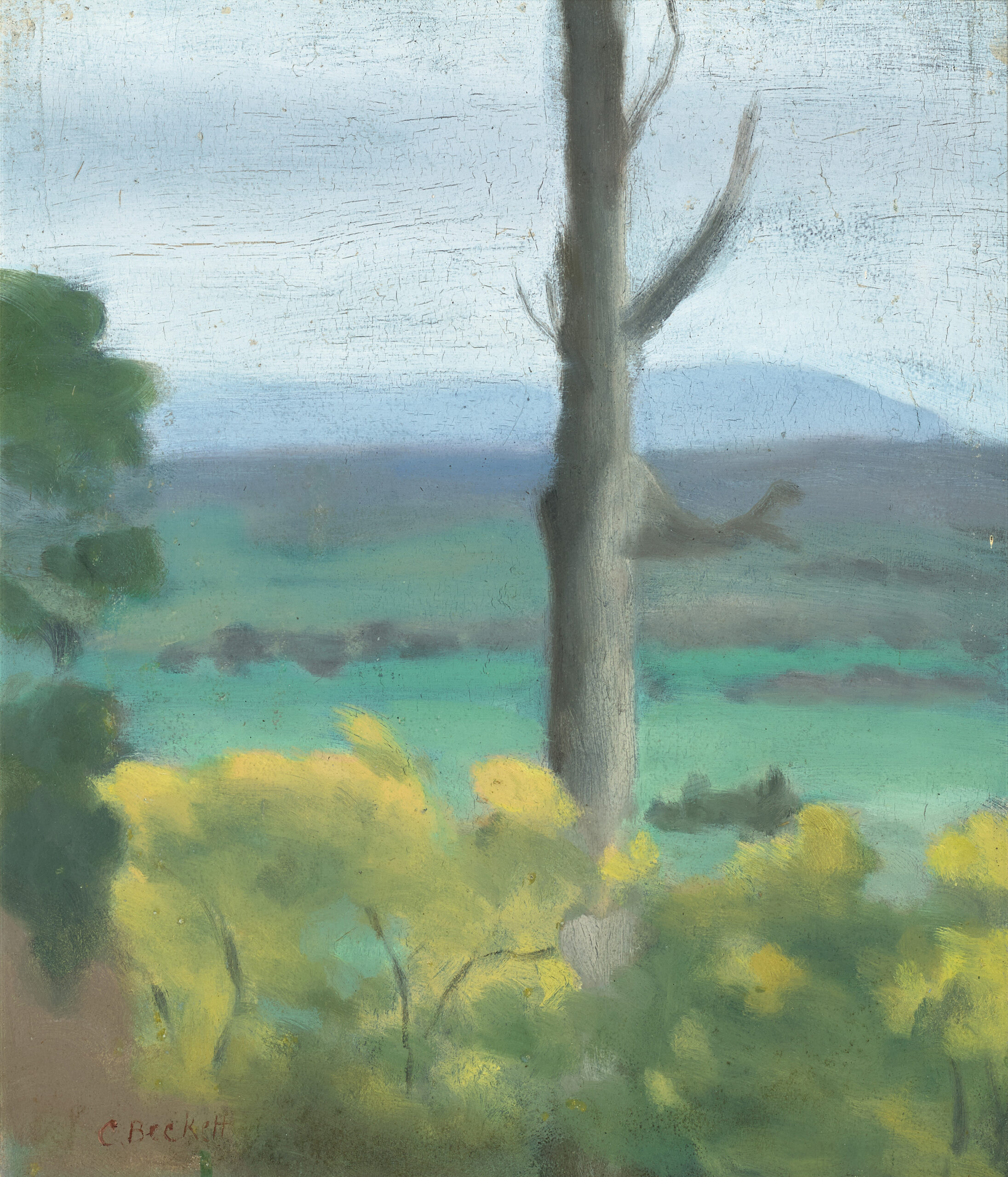 WATTLE AT SHERBROOKE
