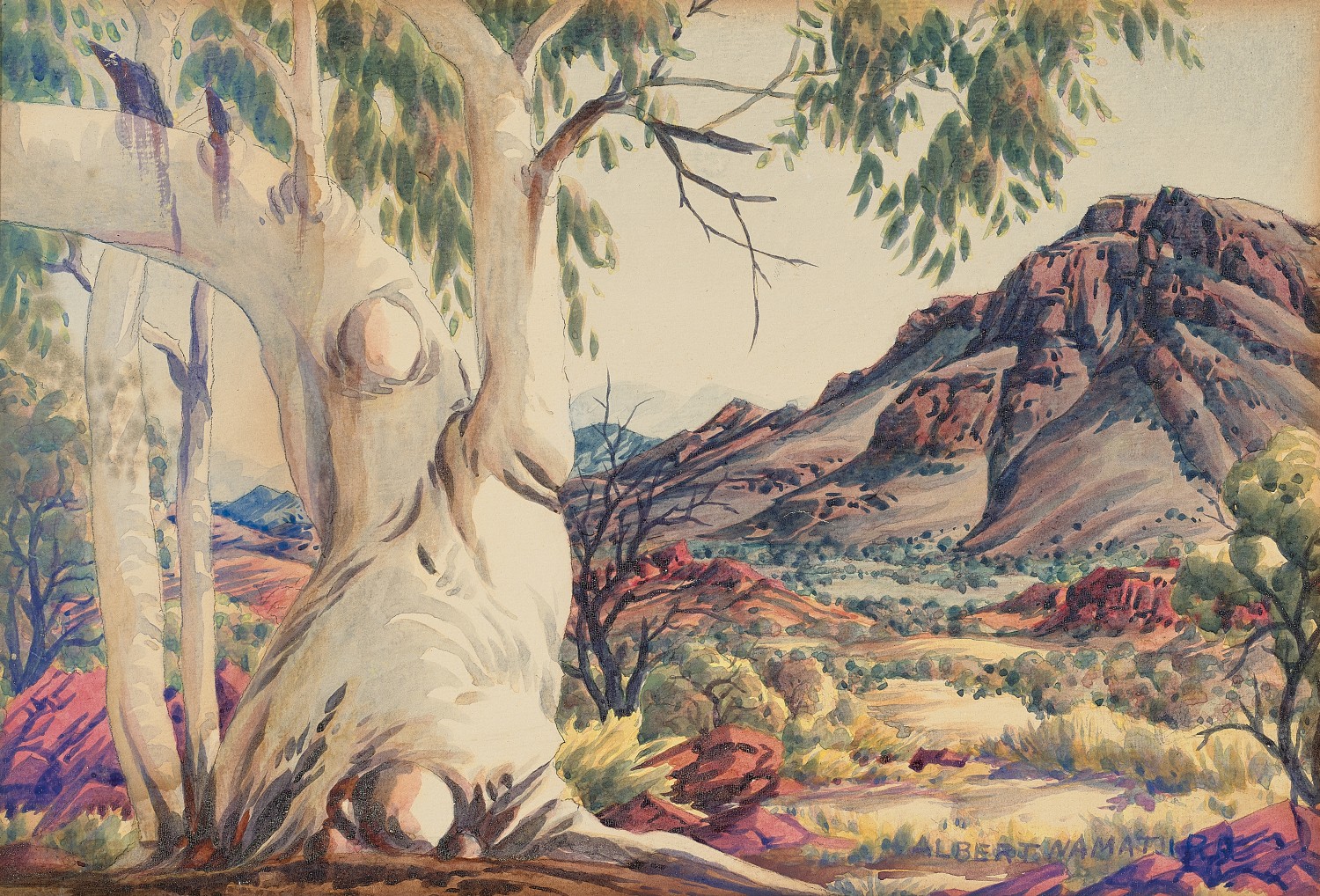 GHOST GUM, CENTRAL AUSTRALIA