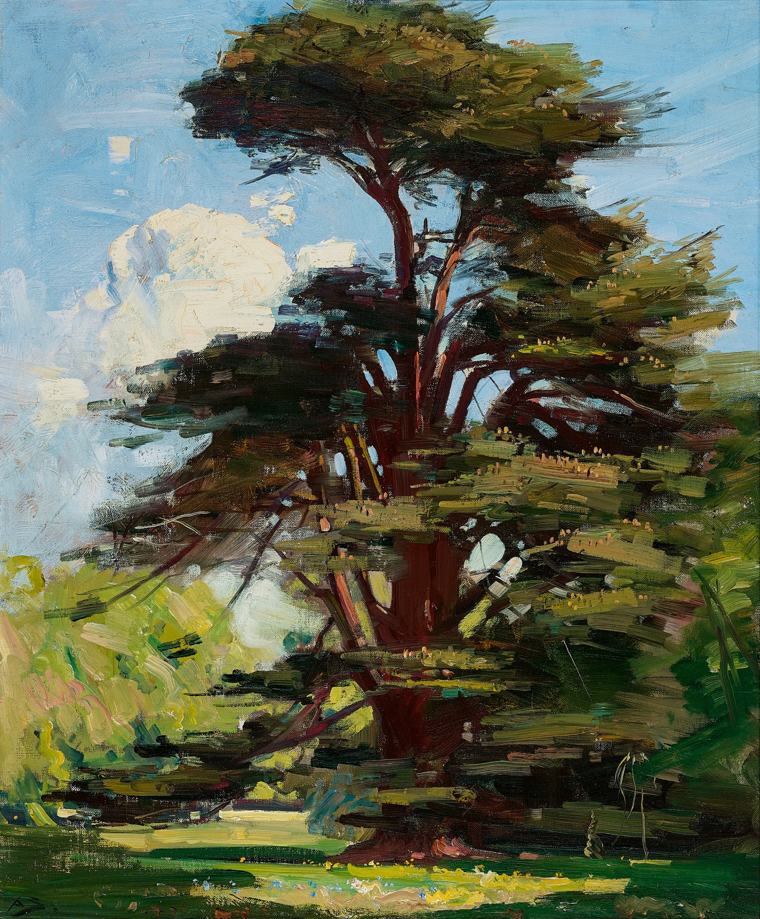 Cedar tree, Combe Bank
