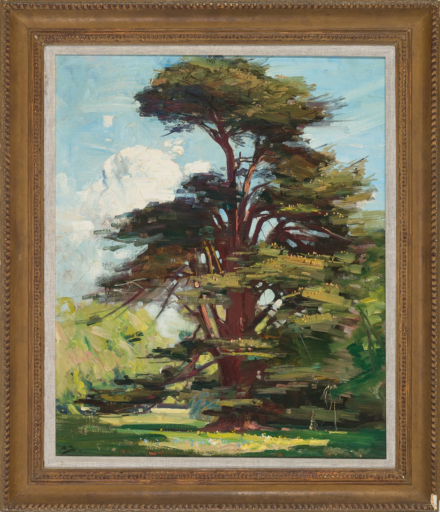 Cedar tree, Combe Bank
